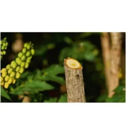 Bosch Akku-Gartenschere EasyPrune Classic -Makki Geschaft akku gartenscheren 1418941 czm