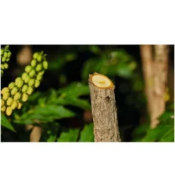 Bosch Akku-Gartenschere EasyPrune -Makki Geschaft akku gartenscheren 904190 czm