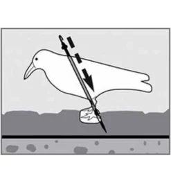 Swissinno Taubenabwehr-Rabe -Makki Geschaft schaedlingsabwehr 1260758 czm